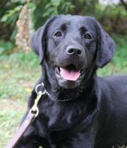Mason's Service Dog